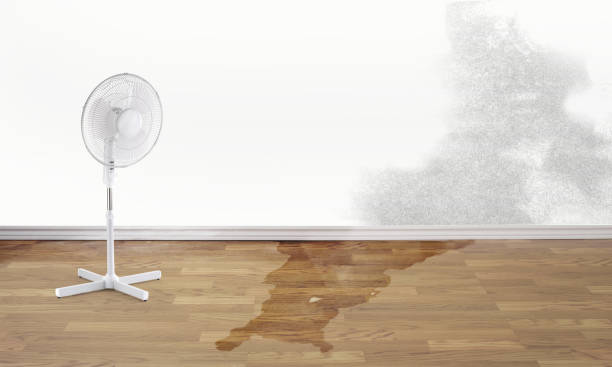 Best Professional water damage repair  in Graysville, AL